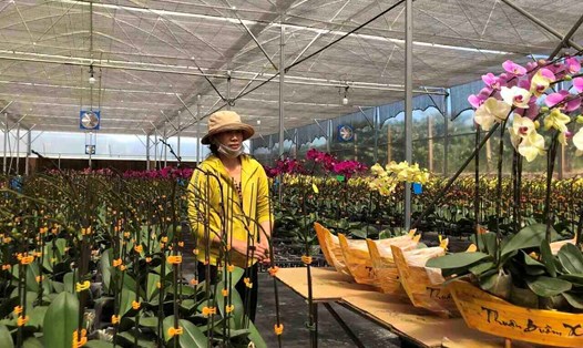 Theo nhiều doanh nghiệp, trang trại trồng lan hồ điệp, gần 70% sản lượng lan vào vụ Tết đã có đầu ra. Ảnh: Mai Hương