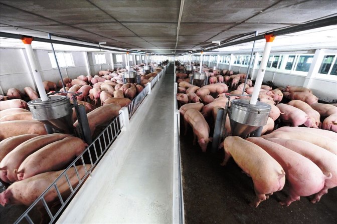 Giá thành chăn nuôi lợn tại Campuchia thấp khiến thương nhân tăng cường nhập khẩu về Việt Nam, cạnh tranh với lợn nuôi trong nước. Ảnh: Dương Phương