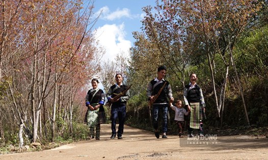 Cây Khèn gắn liền với đời sống của đồng bào người H’Mông. Ảnh: Trung tâm TT&VH Mù Cang Chải