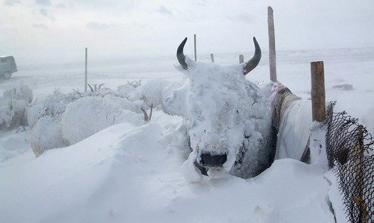 Dzud để chỉ một mùa đông lạnh giá khiến mặt đất đóng băng hoặc phủ đầy tuyết và dẫn tới lượng lớn gia súc chết. Ảnh: UNDP Mông Cổ 
