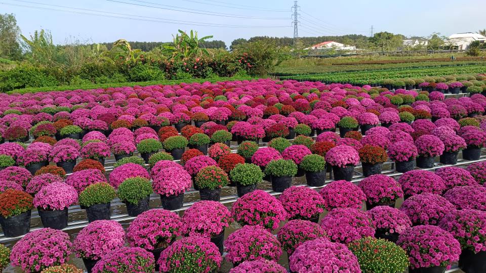 Colorful raspberry chrysanthemum fields appeared for the first time, creating excitement for many people.  Photo: Thanh Thanh
