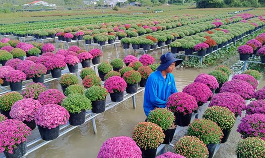 Nông dân xử lý cúc mâm xôi Hàn Quốc ra hoa đồng loạt để phục vụ Festival hoa kiểng Sa Đéc. Ảnh: Thanh Thanh