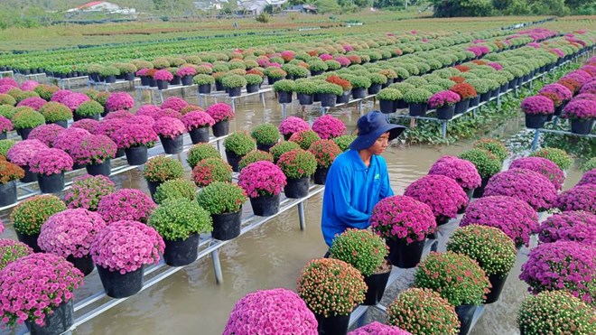 Overwhelmed with Korean raspberry chrysanthemum fields appearing for the first time in Sa Dec Flower Village