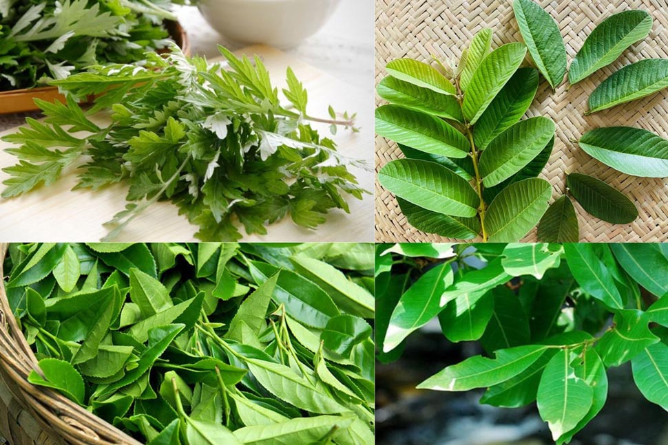 Sử dụng các loại lá tự nhiên để giảm cân được xem là một phương pháp an toàn và hiệu quả. Đồ họa: Quỳnh Trang