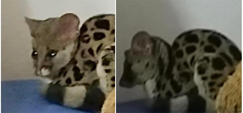 Sau động vật lạ, Cao Bằng xuất hiện thêm Cầy gấm có tên trong sách đỏ. Ảnh chụp màn hình.
