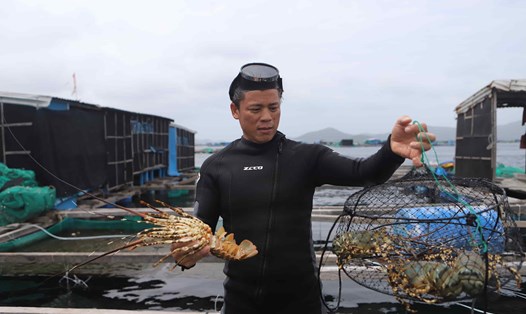 Người nuôi tôm hùm trên vịnh Vân Phong điêu đứng vì Trung Quốc ngừng mua tôm. Ảnh: Hữu Long