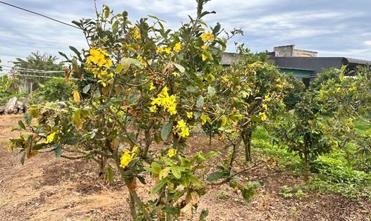 Một cây mai đã nở vàng rực trong vườn tại Bình Thuận. Ảnh: Duy Tuấn