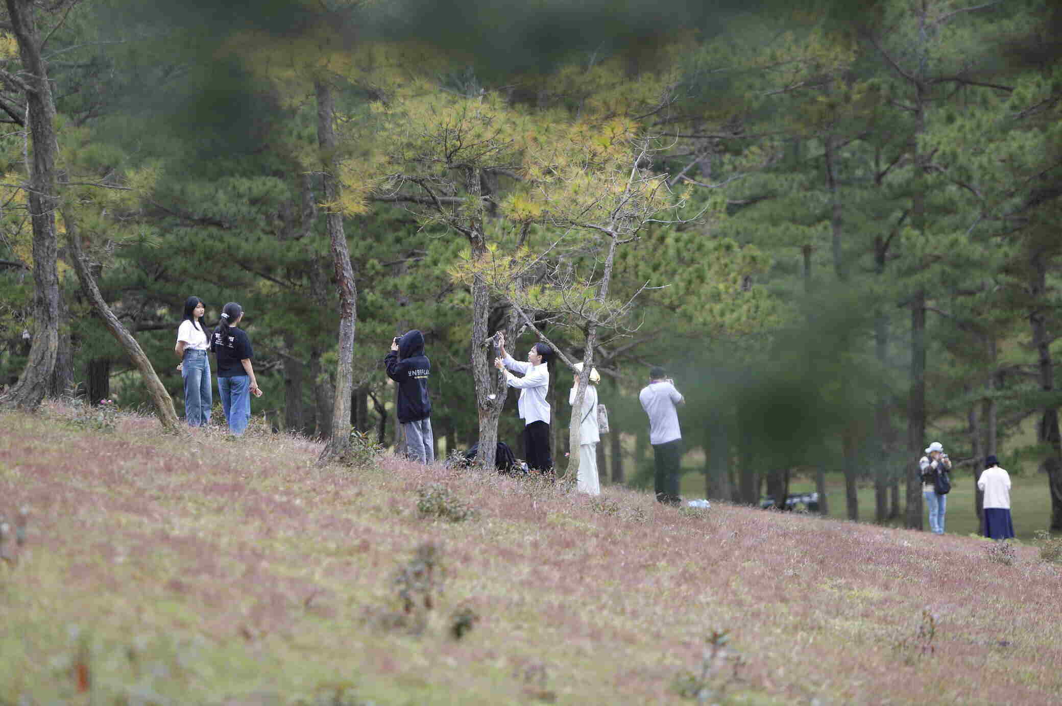 Đồi cỏ hồng thuộc địa phận huyện Lạc Dương. Ảnh: Mai Hương