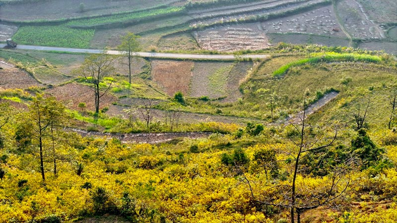 Tại xã Thống Nhất, huyện Hạ Lang một đồi cỏ dã quỳ đang bung nở sắc vàng. Ảnh: Hà Cương.