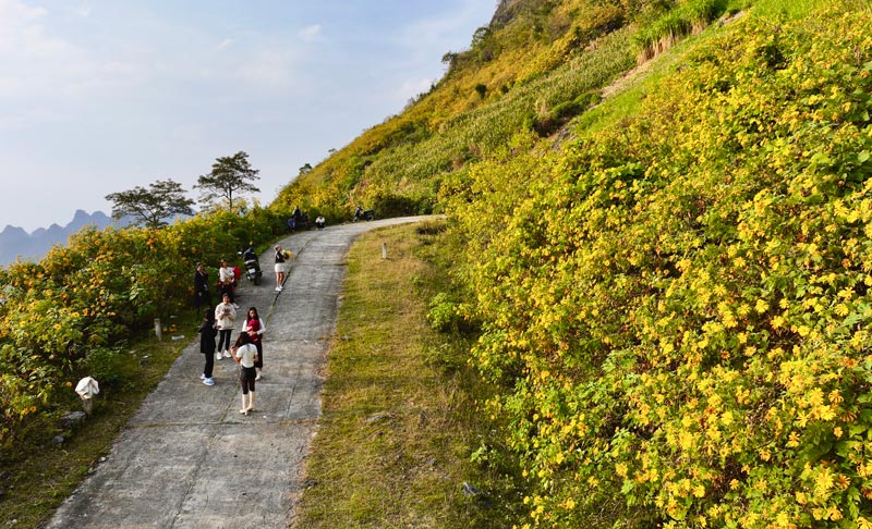 Nơi đây cách TP Cao Bằng khoảng 50 km, với không khí mát mẻ trong lành và cung đường xanh biếc giữa triền núi khiến giới trẻ nô nức rủ nhau thực hiện chuyến hành trình ngắm hoa giữa thời tiết giao mùa. 