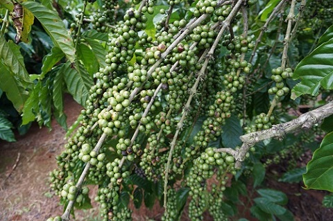 Gia Lai là một trong những tỉnh xuất khẩu cà phê lớn ở Tây Nguyên. Ảnh: Thanh Tuấn 