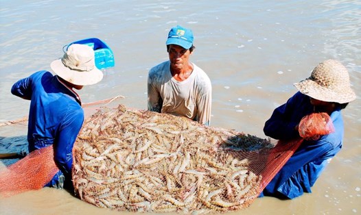 Thu hoạch tôm nuôi tại tỉnh Bạc Liêu, xuất khẩu thủy sản đạt mục tiêu năm 2023. Ảnh: Nhật Hồ