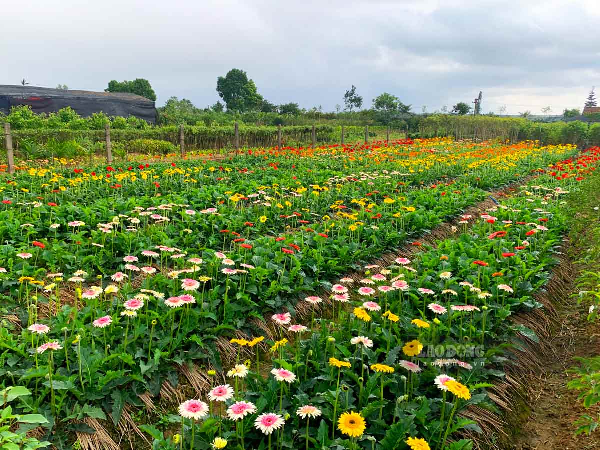 Xuân về sớm trên làng hoa đồng tiền lớn nhất Thái Bình