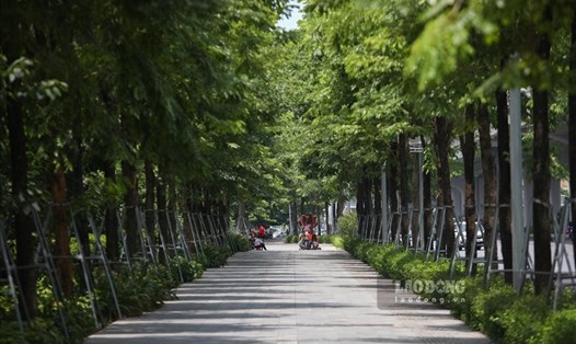 Toàn thành phố Hà Nội sẽ trồng mới đến 250.000 cây xanh trong 2024. Ảnh minh họa: Tô Thế