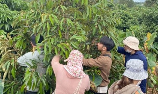 Cơ quan chức năng ở huyện Đắk Mil mở lớp dạy nghề chăm sóc và phát triển cây sầu riêng cho người dân địa phương. Ảnh: Bảo Lâm