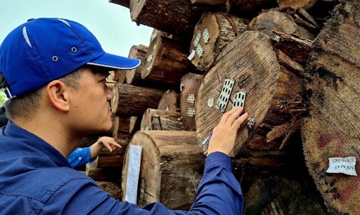 Cần giảm nhập khẩu gỗ từ các khu vực rủi ro để phát triển ngành gỗ bền vững. Ảnh: Vũ Long