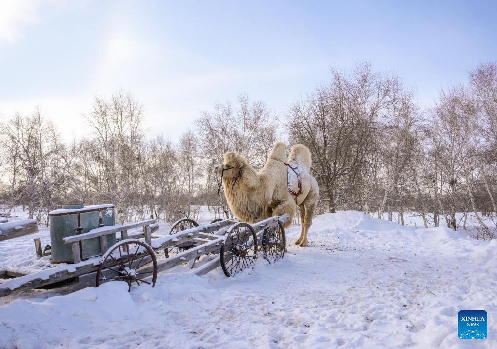 Con lạc đà trên đồng cỏ phủ đầy tuyết ở khu tự trị Nội Mông phía bắc Trung Quốc. Ảnh: Tân Hoa Xã