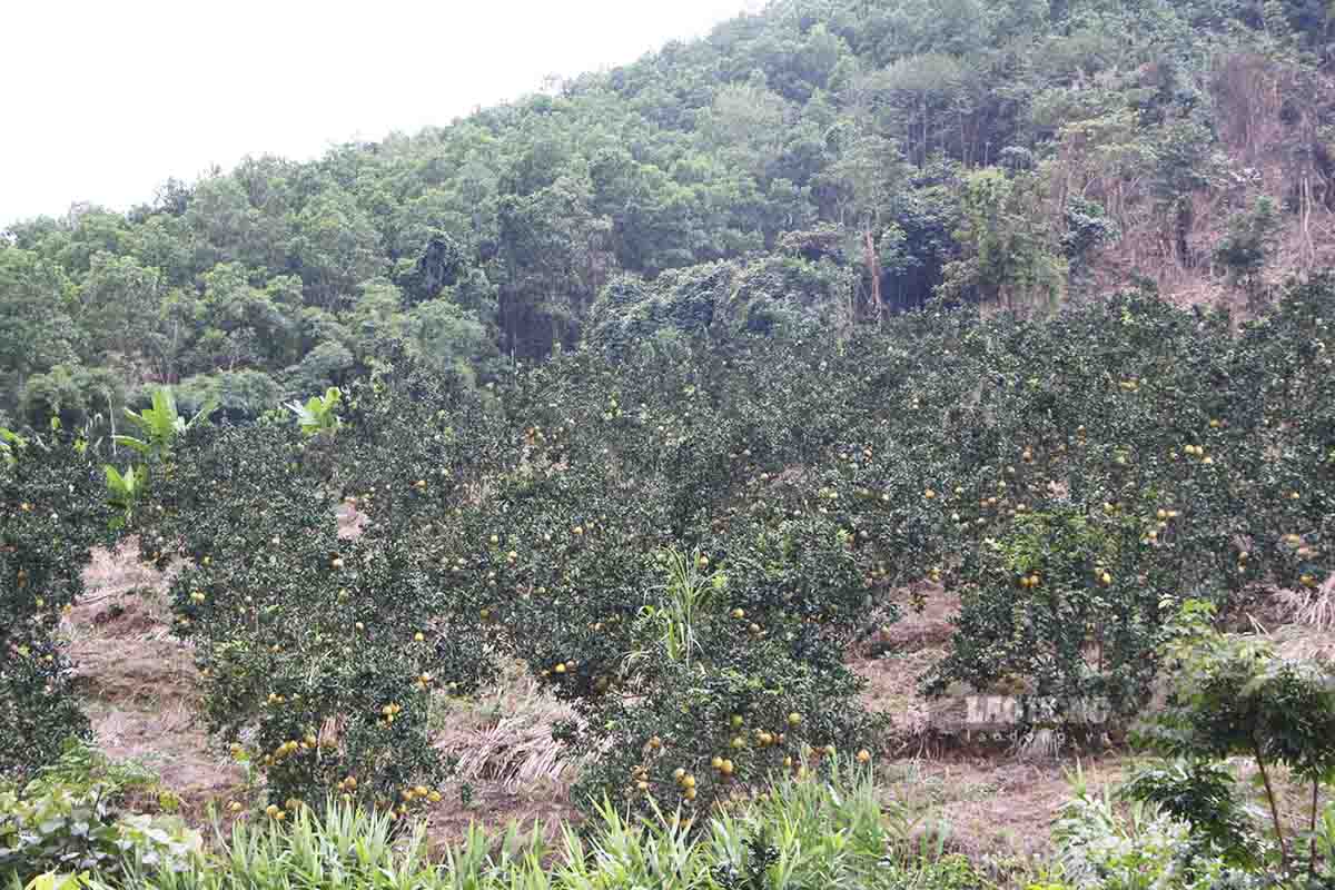 Trong đó, xã Xuân Vân (Yên Sơn) được xem là vùng trồng trọng điểm, chuyên canh bưởi lớn của địa phương với tổng diện tích gần 1.000 ha. Từ tháng 10 đến tháng 12 hàng năm là thời điểm các loại bưởi vào chính vụ.