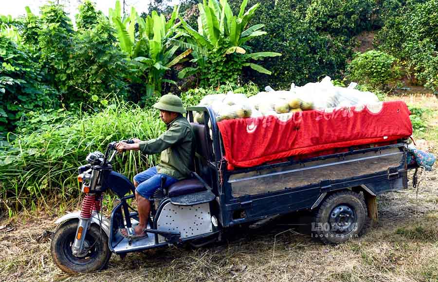 Trao đổi với PV, Ông Lê Hồng Việt - Chủ tịch UBND xã Xuân Vân cho biết, trong năm 2023 gần 1.000 ha bưởi của địa phương cho giá trị kinh tế hơn 129 tỉ đồng. Cây bưởi vẫn là cây trồng chủ lực của người dân, nhiều gia đình đã giàu lên từ bưởi.