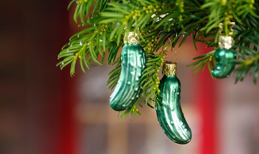 Trái dưa chuột muối trang trí cây thông Noel. Ảnh: Inge glas
