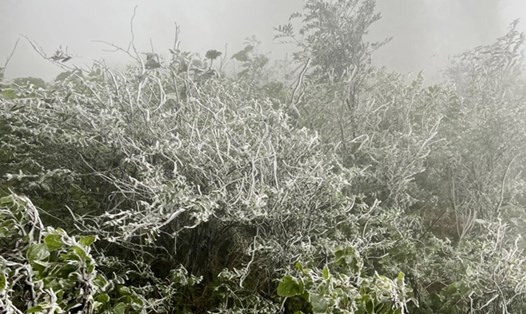 Nhiệt độ giảm sâu, băng tuyết xuất hiện phủ trắng núi rừng. Ảnh: Văn Tuấn.