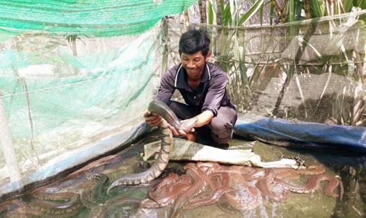 Anh Chanh Đô Ra - dân tộc Khmer ở tỉnh Sóc Trăng với mô hình nuôi rắn thương phẩm. Ảnh: Phương Anh