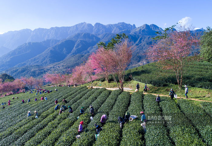 Các công nhân thu hái chè xanh dưới bóng những cây hoa mai anh đào, tạo nên hình ảnh sinh động, lạ mắt cho các đồi chè.