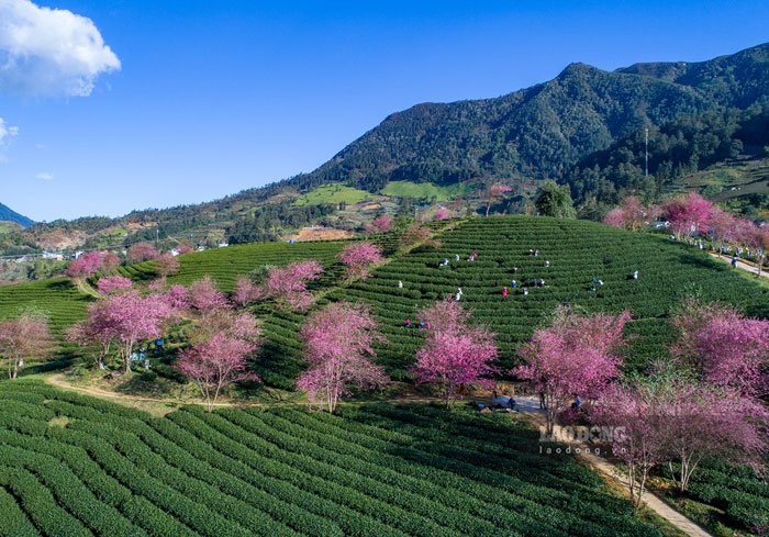 Mùa mai anh đào khoe sắc rực rỡ trên đồi chè Ô Long ở Sa Pa