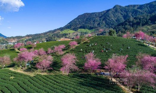 Đồi chè Ô Long là một trong những điểm check-in nổi tiếng tại Sa Pa, đặc biệt vào mùa mai anh đào nở. Từ trung tâm Sa Pa, du khách đi hướng quốc lộ 4D (tức đường đi Thác Bạc hay đèo Ô Quý Hồ) khoảng 8km, thấy điểm Trường mầm non Ô Quý Hồ bên tay phải, nhìn đối diện có đường nhỏ rẽ trái và đi khoảng 500m là tới đồi chè Ô Long. Ảnh: An Vi