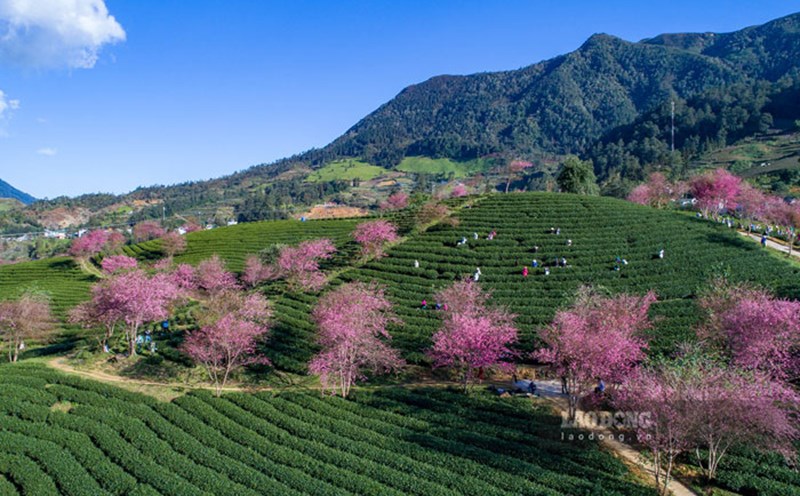 Đồi chè Ô Long là một trong những điểm check-in nổi tiếng tại Sa Pa, đặc biệt vào mùa mai anh đào nở. Từ trung tâm Sa Pa, du khách đi hướng quốc lộ 4D (tức đường đi Thác Bạc hay đèo Ô Quý Hồ) khoảng 8km, thấy điểm Trường mầm non Ô Quý Hồ bên tay phải, nhìn đối diện có đường nhỏ rẽ trái và đi khoảng 500m là tới đồi chè Ô Long. Ảnh: An Vi