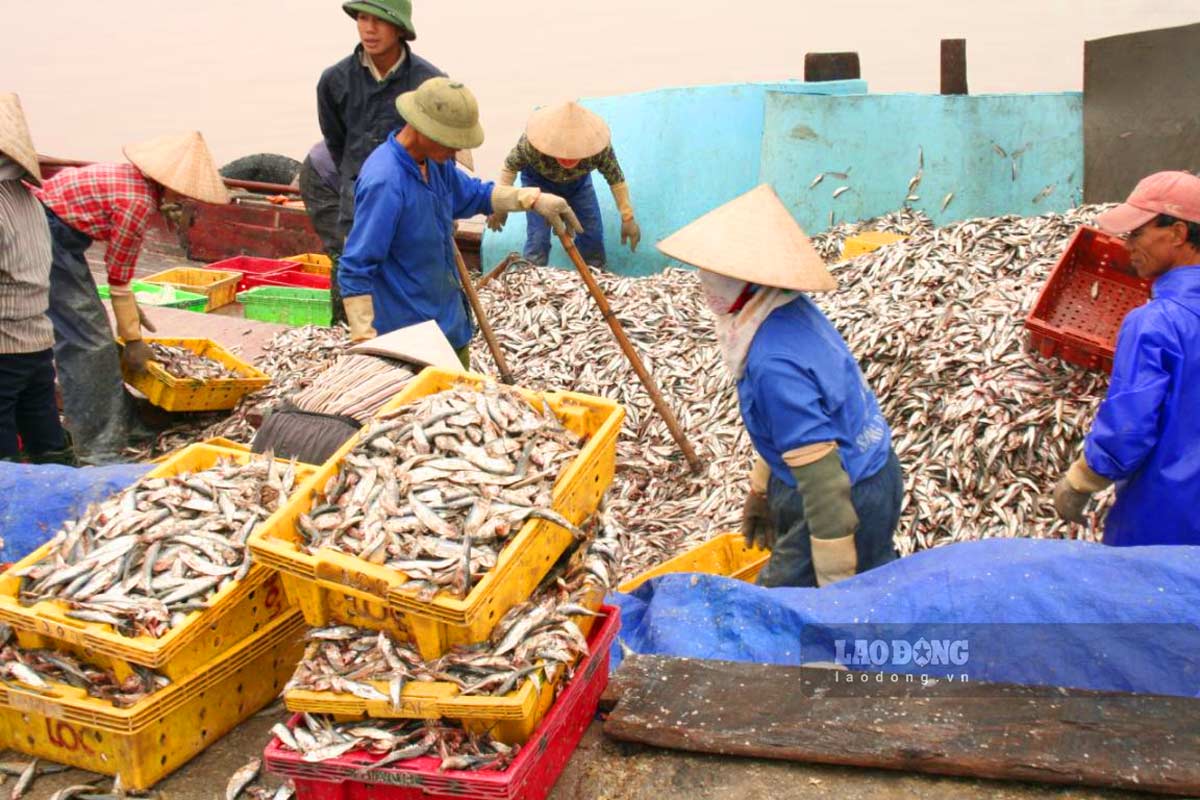 Ngư dân Thái Bình tận dụng tài nguyên biển khơi để phát triển nghề chế biến thủy hải sản. Ảnh: Lương Hà