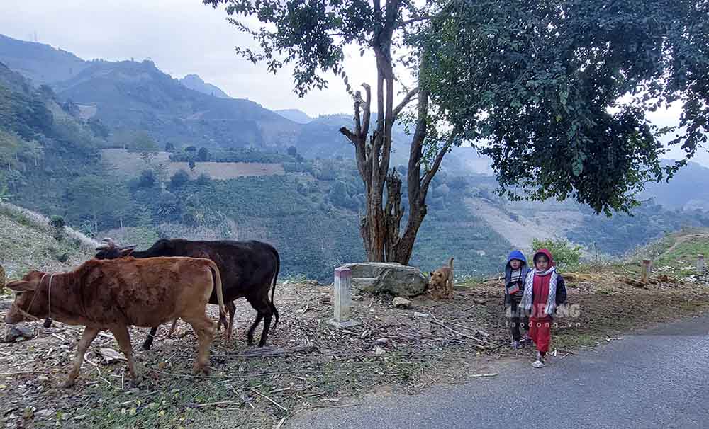 Mặc dù thời tiết ngoài trời chỉ khoảng 4 độ C nhưng 2 đứa trẻ vẫn sẵn sàng giúp cha mẹ đi chăn bò vì lượng thức ăn dự trữ không đủ.