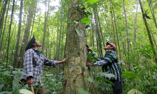 Cây gỗ trong rừng tự nhiên ở gần cộng đồng thôn Chênh Vênh. Ảnh: Hưng Thơ.