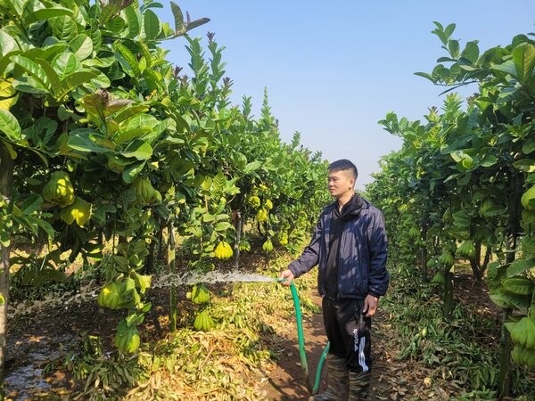 Người dân Đắc Sở chăm sóc cho vườn phật thủ. Ảnh: Ngọc Minh.
