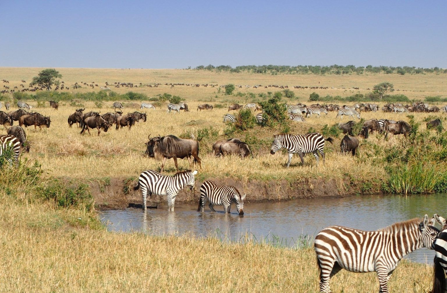 Thiên nhiên hoang dã ở Masai Mara, Kenya. Ảnh: Michael Rodock/Unsplash