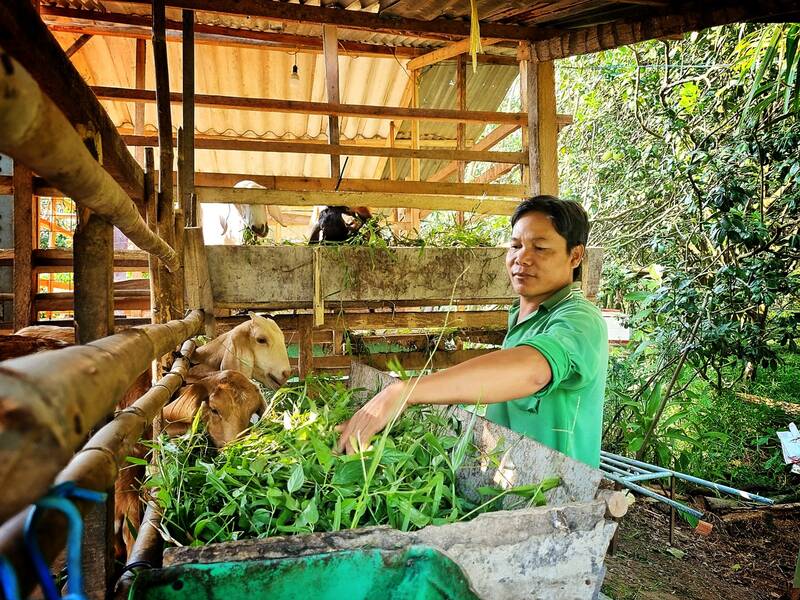 Nông dân trồng bưởi Nguyễn Văn Bé, chọn nuôi dê sinh sản để có thu nhập, không trông chờ vào thu nhập từ bưởi. Ảnh: Hoàng Lộc