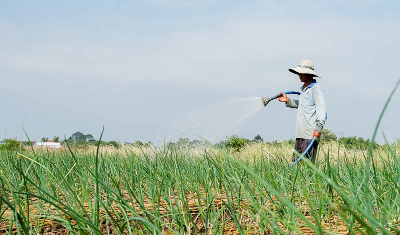 Chi phí tăng cao, vùng hành tím lớn nhất Sóc Trăng hồi hộp chờ vụ Tết