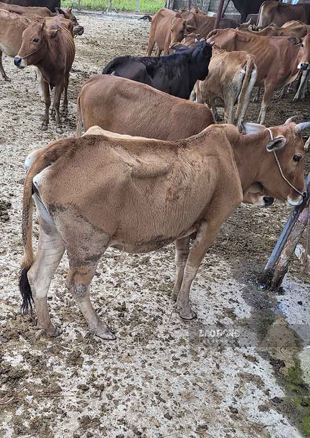 Những con bò giống đang được doanh nghiệp gửi tại một số cơ sở tại TP Điện Biên Phủ và huyện Điện Biên để chờ cấp cho dự án. Ảnh: PV