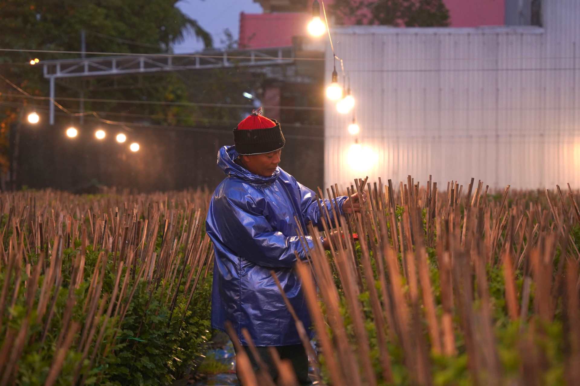 Theo anh Nguyễn Ngọc Phụng, một nông dân trồng hoa tại địa phương này cho biết, việc thắp đèn cho hoa sẽ bắt đầu từ tháng 7 ÂL (lúc gieo giống) cho đến khi cây hoa cứng cáp, giai đoạn sẽ rơi vào khoảng tháng 11. 