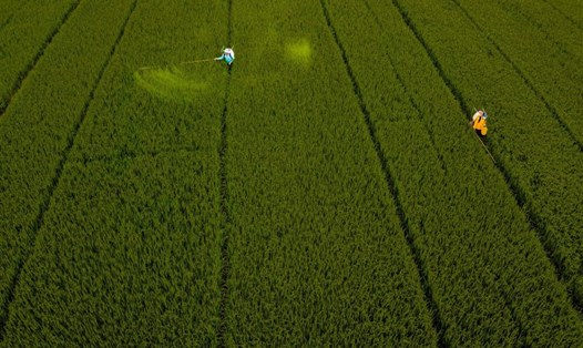 "Phát triển xanh, giảm phát thải, chất lượng cao" sẽ trở thành thương hiệu của lúa gạo Việt Nam. Ảnh: Phương Anh