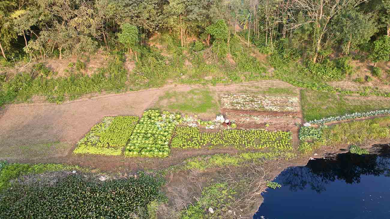 Những vườn rau bên cạnh dòng nước ô nhiễm nặng không tôm cá tại địa phận xã Vân Côn.