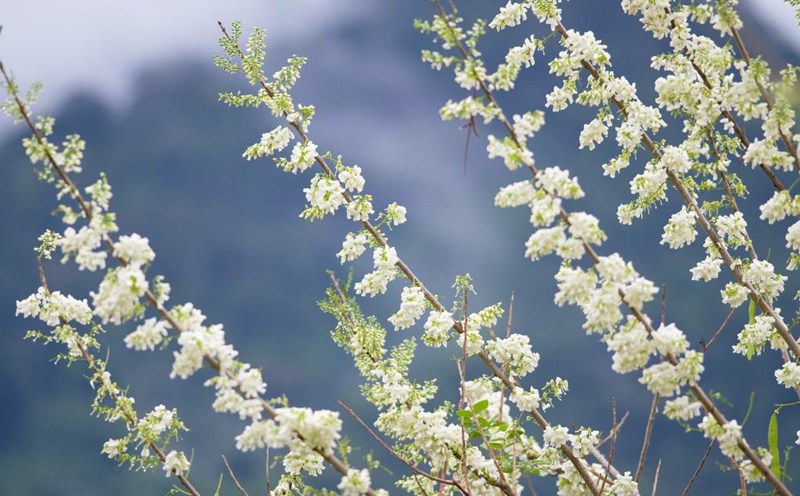 Chào đón năm mới, Công viên du lịch Yang Bay bước vào mùa hoa đậu anh đào nở rộ. Ảnh: Kiều Hương