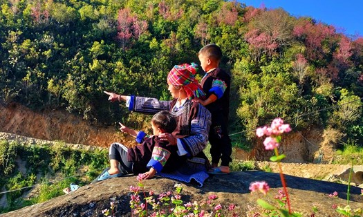 Theo Hờ Sua, một cô gái Mông làm hướng dẫn viên bản địa tại Yên Bái cho biết, hoa đã mọc từ lâu ở vùng núi Mù Cang Chải nhưng mới vài năm gần đây du khách mới biết tới nhiều và có một số khu vực dân trồng để làm điểm check-in cho khách. Ảnh: Hờ Sua