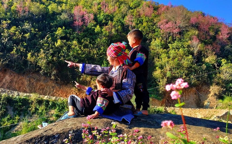 Theo Hờ Sua, một cô gái Mông làm hướng dẫn viên bản địa tại Yên Bái cho biết, hoa đã mọc từ lâu ở vùng núi Mù Cang Chải nhưng mới vài năm gần đây du khách mới biết tới nhiều và có một số khu vực dân trồng để làm điểm check-in cho khách. Ảnh: Hờ Sua