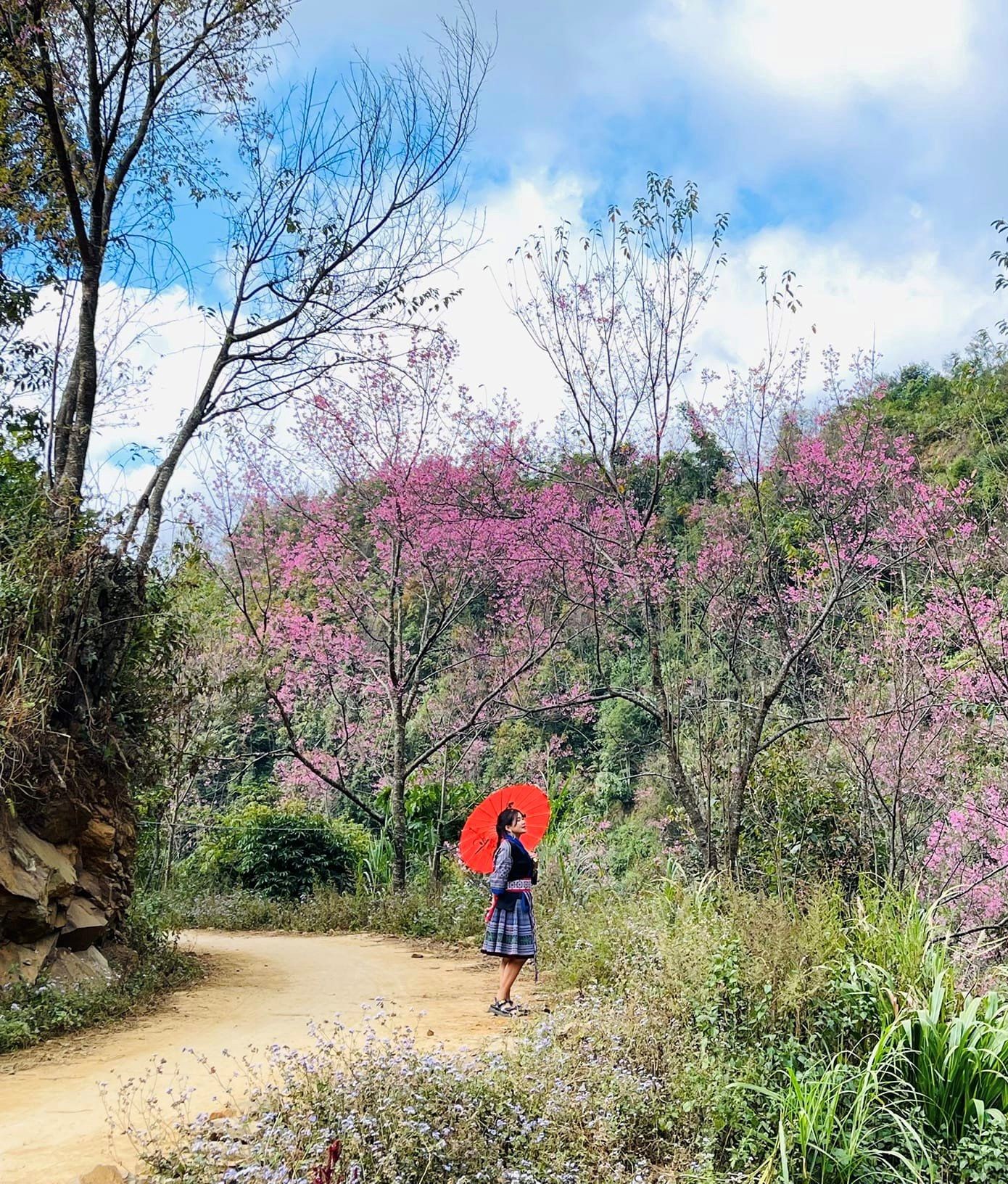 Cô gái Mông làm duyên bên tán hoa tớ dày nở hồng ở bản Trống Tông, xã La Pán Tẩn. Ảnh: Nung Lý.