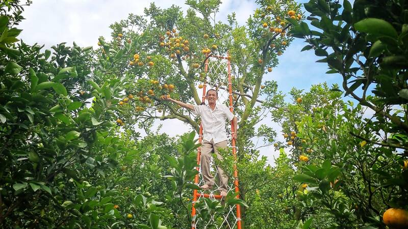 Nhà vườn quýt hồng Lai Vung trang hoàng đón khách mùa Tết 2024