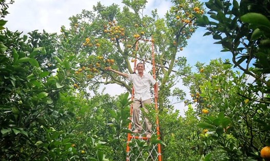 Các điểm tham quan quýt hồng Lai Vung luôn tạo nơi chụp ảnh lưu niệm, check-in mới để níu chân du khách. Ảnh: Hoàng Lộc