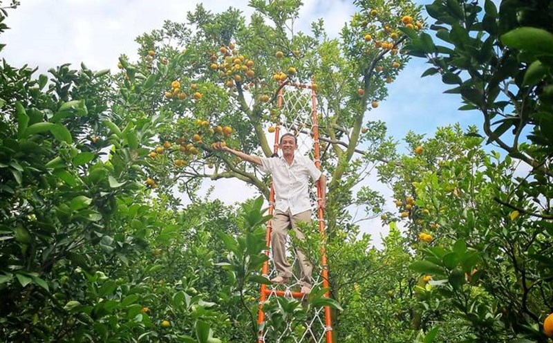 Các điểm tham quan quýt hồng Lai Vung luôn tạo nơi chụp ảnh lưu niệm, check-in mới để níu chân du khách. Ảnh: Hoàng Lộc