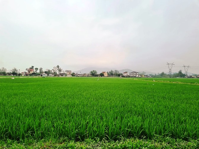 Giá lúa gạo tăng cao, gia đình ông Dương Minh Ngà phấn khởi cải tạo ruộng tăng diện tích. Ảnh: Vũ Long