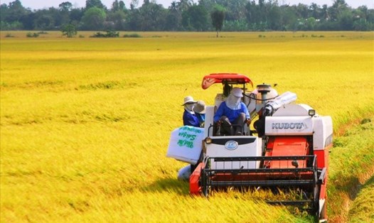 Xuất khẩu gạo tăng đẩy giá lúa gạo tăng cao, nông dân có lãi. Ảnh: Tân Long